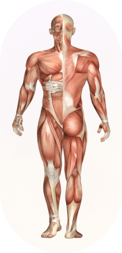 human muscular system
