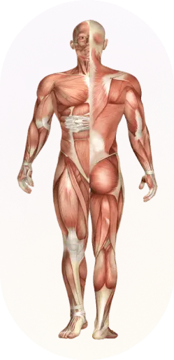 human-muscular-system